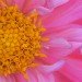 Flower 130908